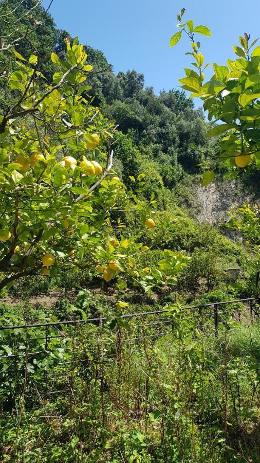 La Casa Dei Limoni Hotel Monterosso al Mare Bagian luar foto