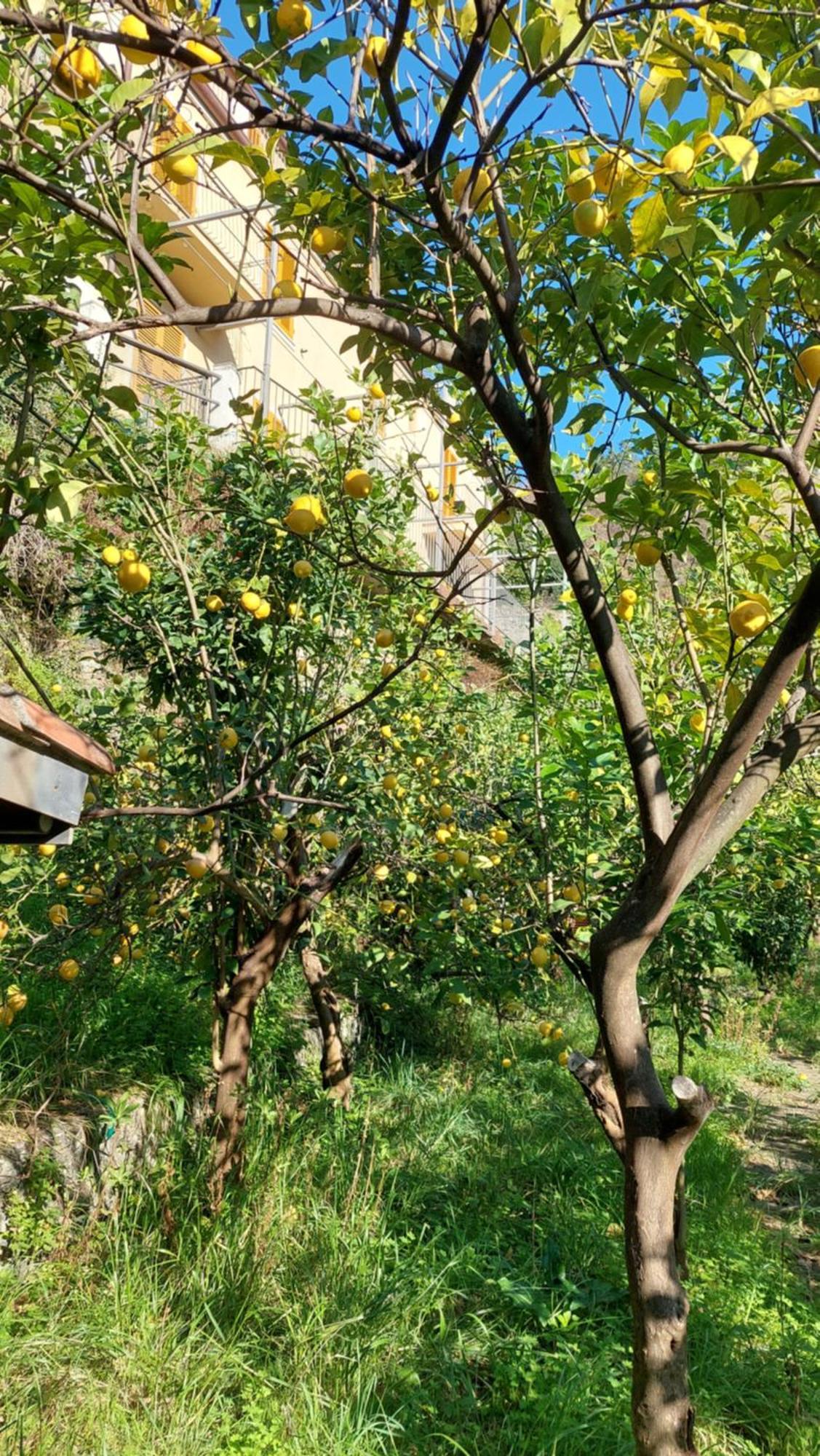 La Casa Dei Limoni Hotel Monterosso al Mare Bagian luar foto
